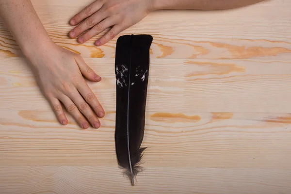 One falconry feather and hands on a light wooden background. — Stock Photo, Image