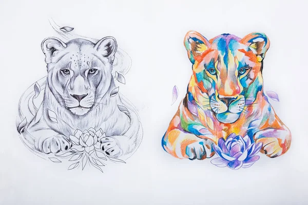Sketch of two lions on a white background. Stock Photo