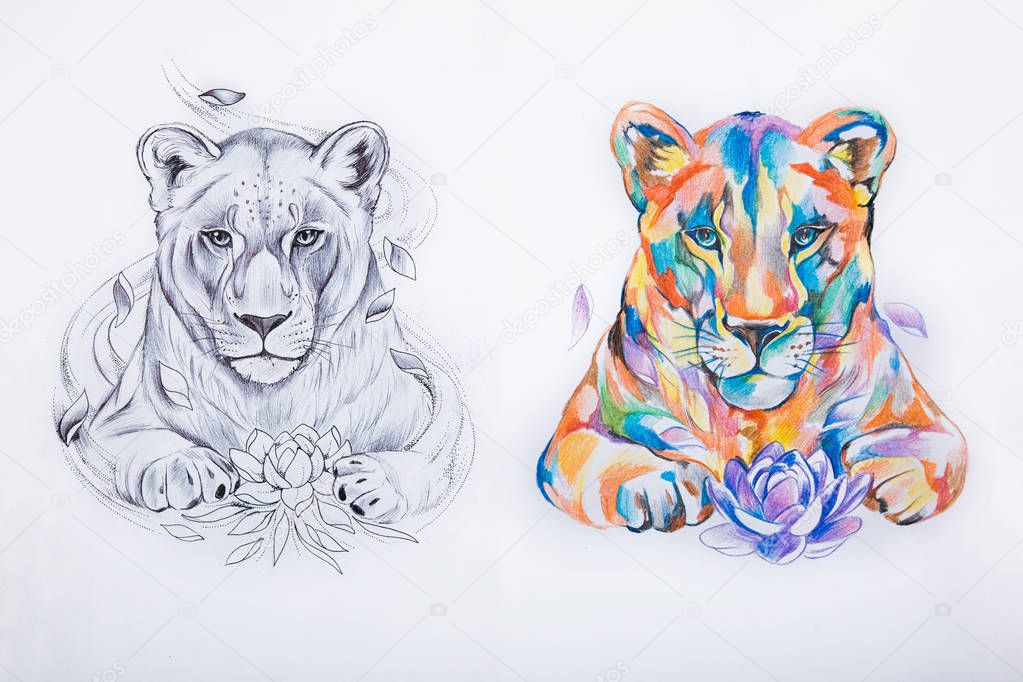 Sketch of two lions on a white background.