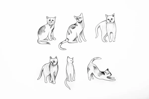 Szkic różnych kotów na białym tle. — Zdjęcie stockowe