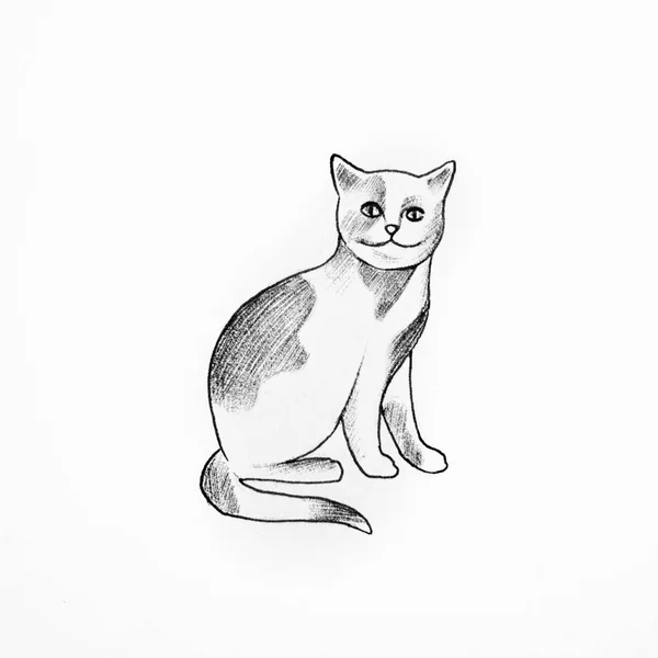 Croquis de beau chat sur fond blanc . — Photo