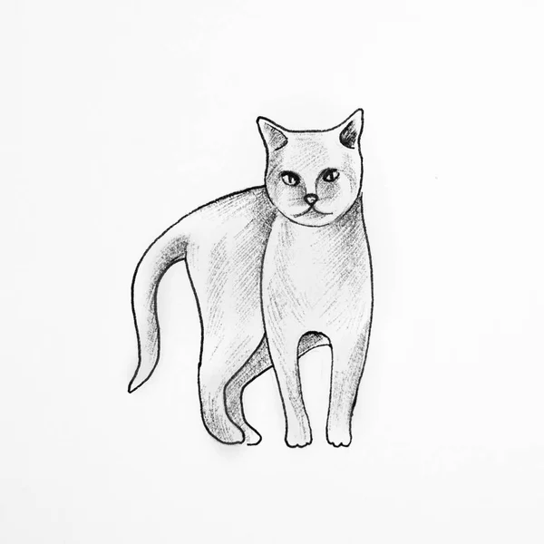 Skizze einer schönen Katze auf weißem Hintergrund. — Stockfoto