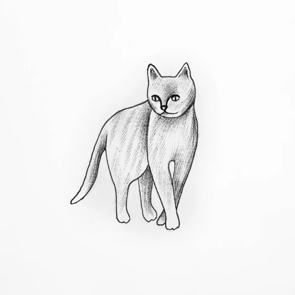 Skizze einer schönen Katze auf weißem Hintergrund. — Stockfoto