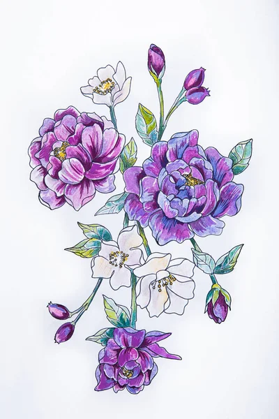 Sketch of a purple peony on a white background.