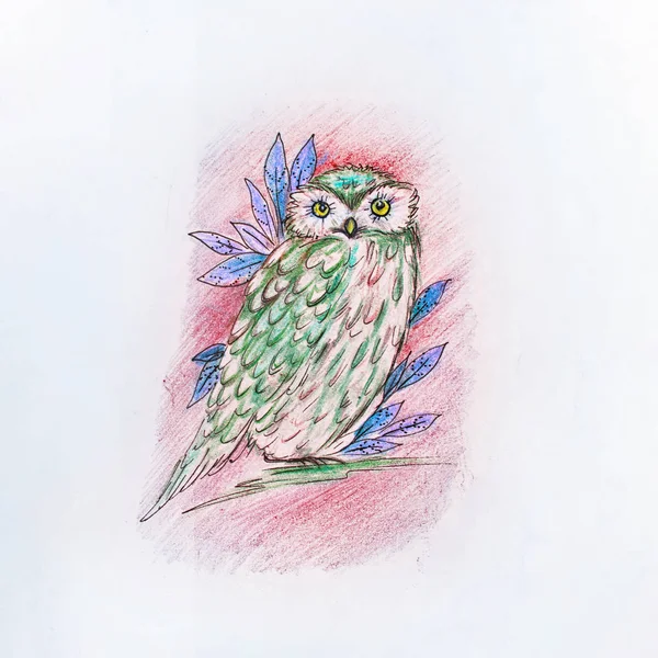 Sketch in the night owl on white background. — Stock Photo, Image