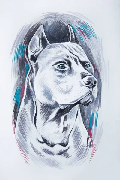 Croquis d'un beau chien pur-sang sur fond blanc . — Photo