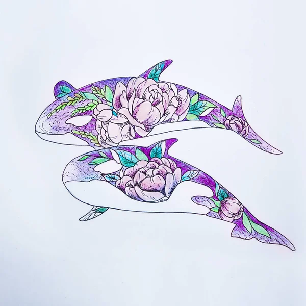 흰색 바탕에 두 개의 아름 다운 킬러 고래의 스케치. — 스톡 사진