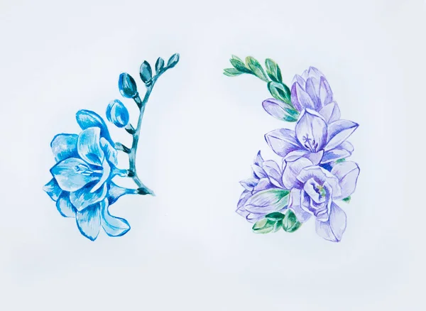 Эскиз красивого синего и фиолетового фрезии на белом фоне . — стоковое фото