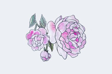 Beyaz bir arka plan üzerinde güzel bir Şakayık taslağını.