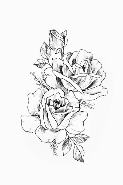 Croquis d'une branche de belles roses sur fond blanc . — Photo