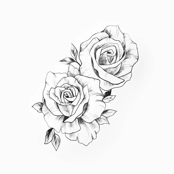 Szkic oddziału piękne róże na białym tle. — Zdjęcie stockowe