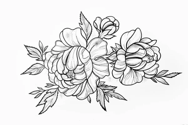 Sketch of branch of beautiful peonies on a white background. — Stock Photo, Image