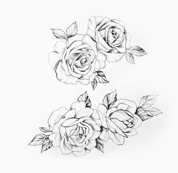 Ескіз гілки красивих троянд на білому тлі . — стокове фото