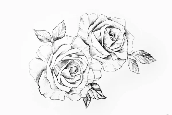 Croquis d'une branche de belles roses sur fond blanc . — Photo