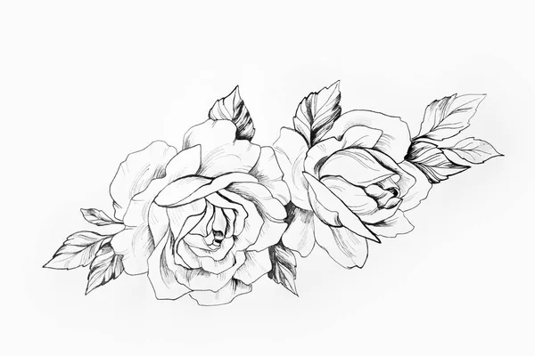 Croquis d'une branche de belles roses sur fond blanc . — Photo