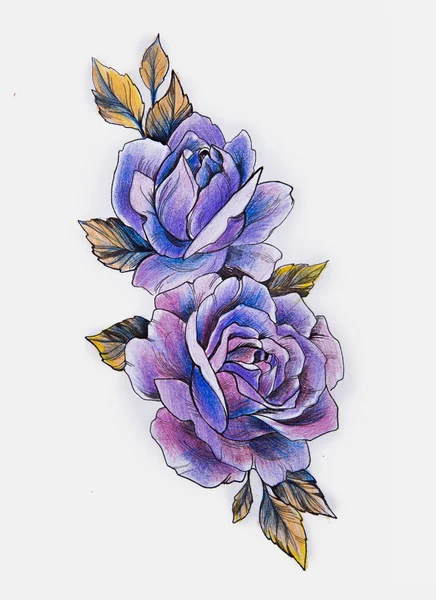 흰색 바탕에 보라색 장미의 아름 다운 지점의 스케치. — 스톡 사진