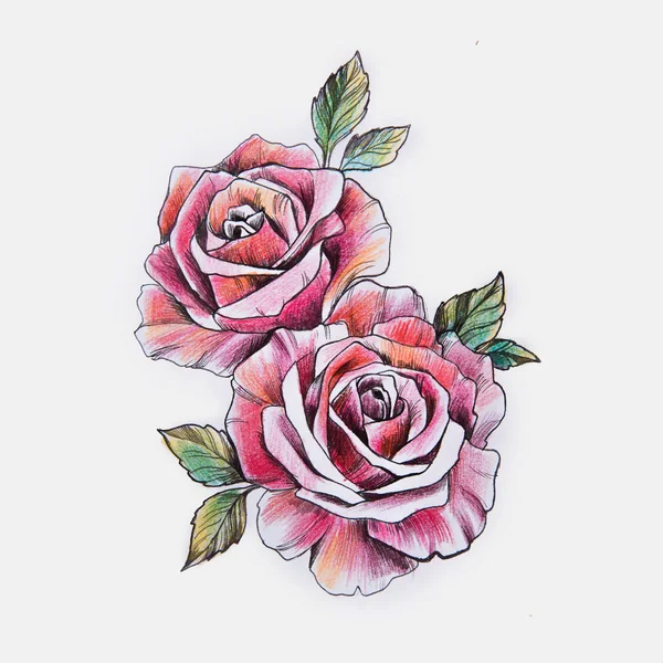 Ескіз красивої гілки червоних троянд на білому тлі . — стокове фото