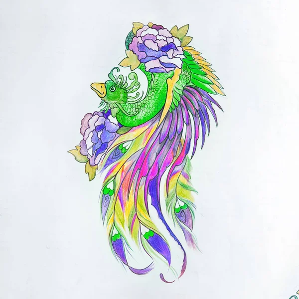 Sketch of beautiful peacock on a white background. — Stock Photo, Image