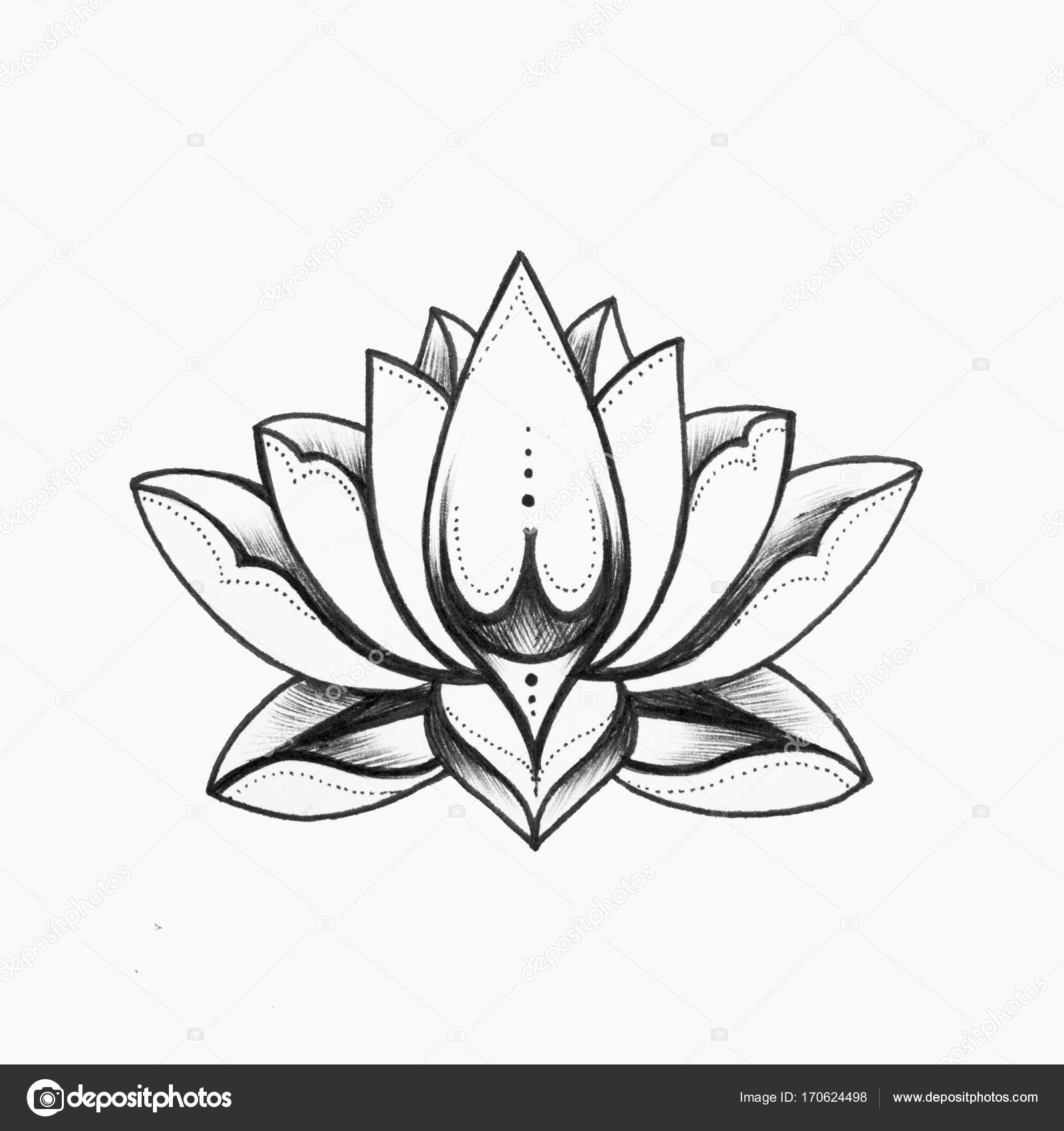 Um esboço de uma bela flor de lótus preto e branco em um fundo branco .  Ilustração de ©nookphoto@mail.ru #170624498, image size:1600x1700