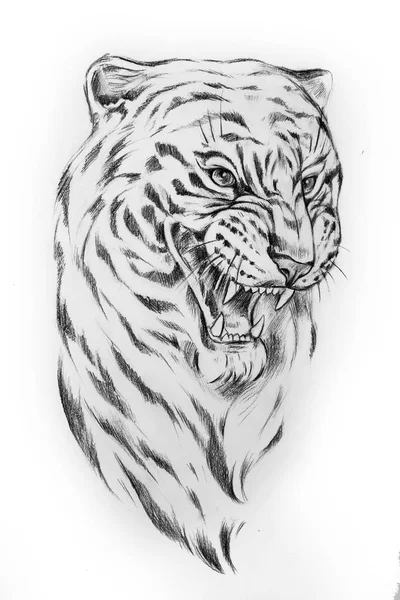 Schets van het hoofd van een tijger op een witte achtergrond. — Stockfoto