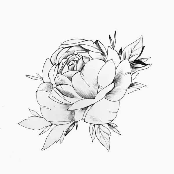Ένα σκίτσο του ένα όμορφο τριαντάφυλλο μπουμπούκι σε λευκό φόντο. — Φωτογραφία Αρχείου