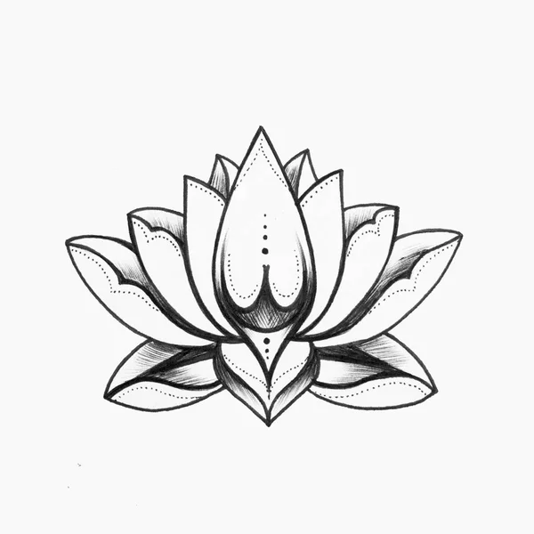 Güzel siyah ve beyaz lotus çiçeği beyaz zemin üzerinde bir kroki.