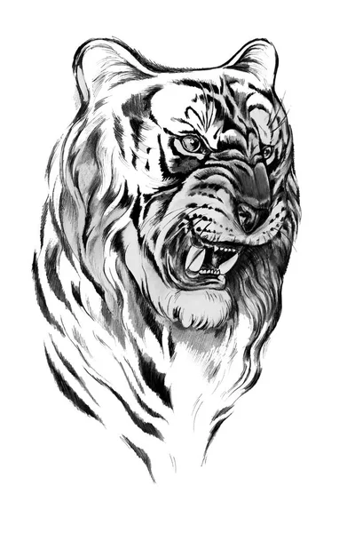 Sketch of the head of a tiger on a white background. — Stock Photo, Image