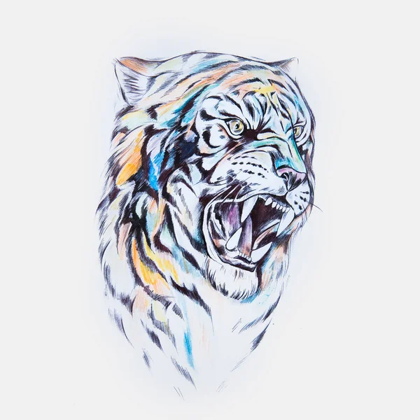 Bosquejo de la cabeza de un tigre en color sobre un fondo blanco . — Foto de Stock