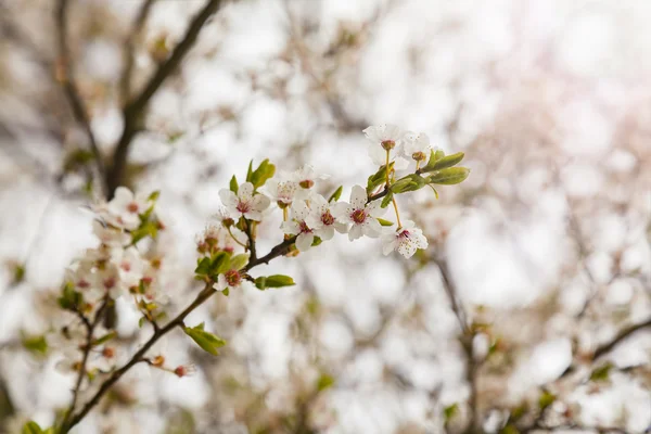 Větev s jabloňové květy — Stock fotografie