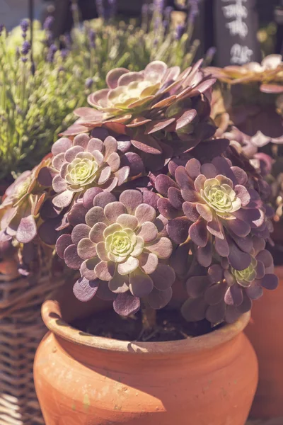 Plantes succulentes en pot — Photo