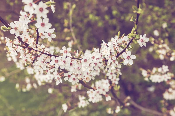 Flor de manzana de primavera —  Fotos de Stock