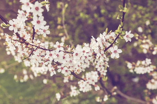 Spring apple blossom — Stock Photo, Image