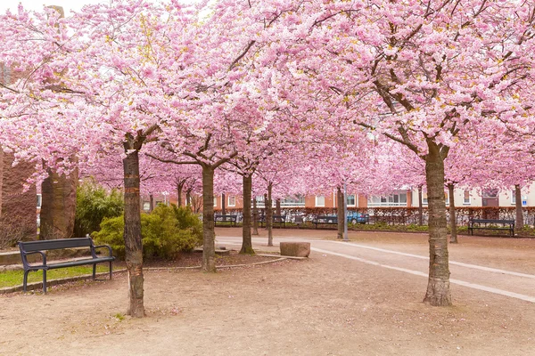 Park w Helsingborg Szwecja — Zdjęcie stockowe