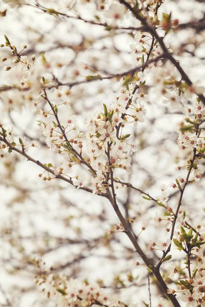 Apple blossom tree — Stock Photo, Image