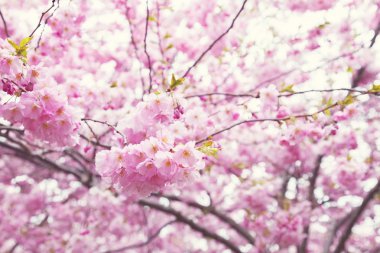 pembe kiraz çiçekleri