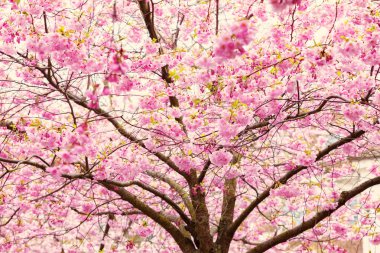 Bahar, kiraz çiçeği