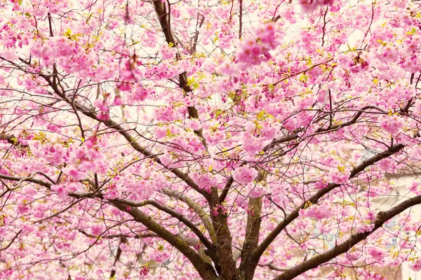 Kirschblüte im Frühling — Stockfoto