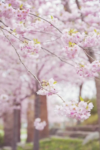 Cherry tree branches — Stock Photo, Image