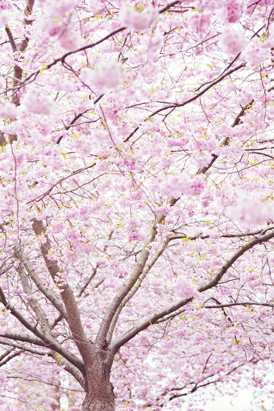 Delikátní višňový květ strom — Stock fotografie