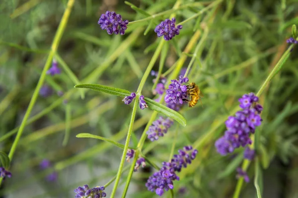 Abelha Hoeny em lavanda — Fotografia de Stock