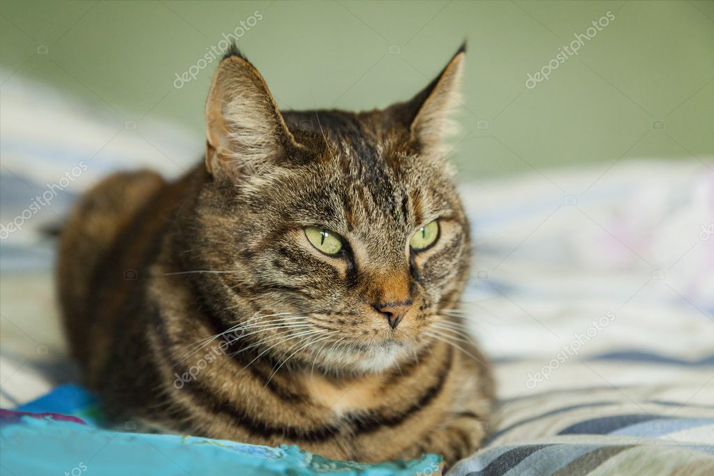 cyperse kat op bed — stockfoto © feferoni #126621988