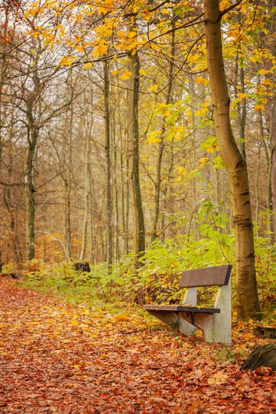 Colourful forest path — Stock Photo, Image