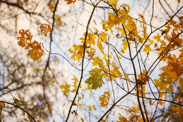 Colorful autumn branches — Stock Photo, Image