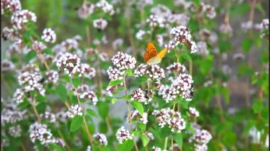 Fritillary kelebek erkek