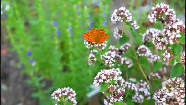 Parelmoervlinder vlinder vrouw — Stockvideo