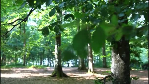 Windy forest trees — Stockvideo