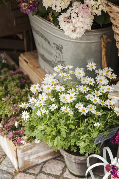 Entrée du magasin de fleurs — Photo