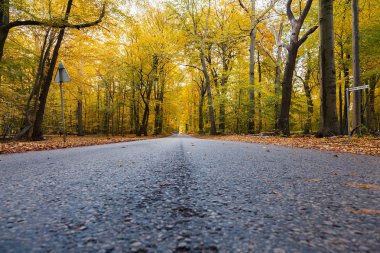 Düşük perspektif orman yolu