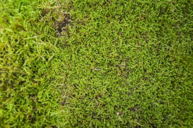 Yeşil yosun arkaplanı