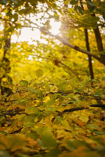 阳光透过秋树 — 图库照片